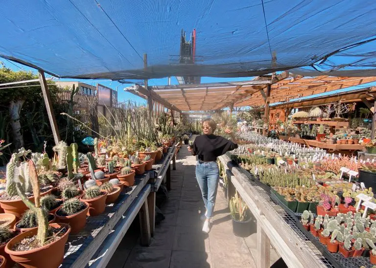 ロサンゼルスおすすめ かわいいサボテンが買えるお店 Listyle ロサンゼルスおすすめ かわいいサボテンが買えるお店 Listyle